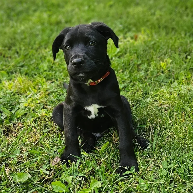 Kona