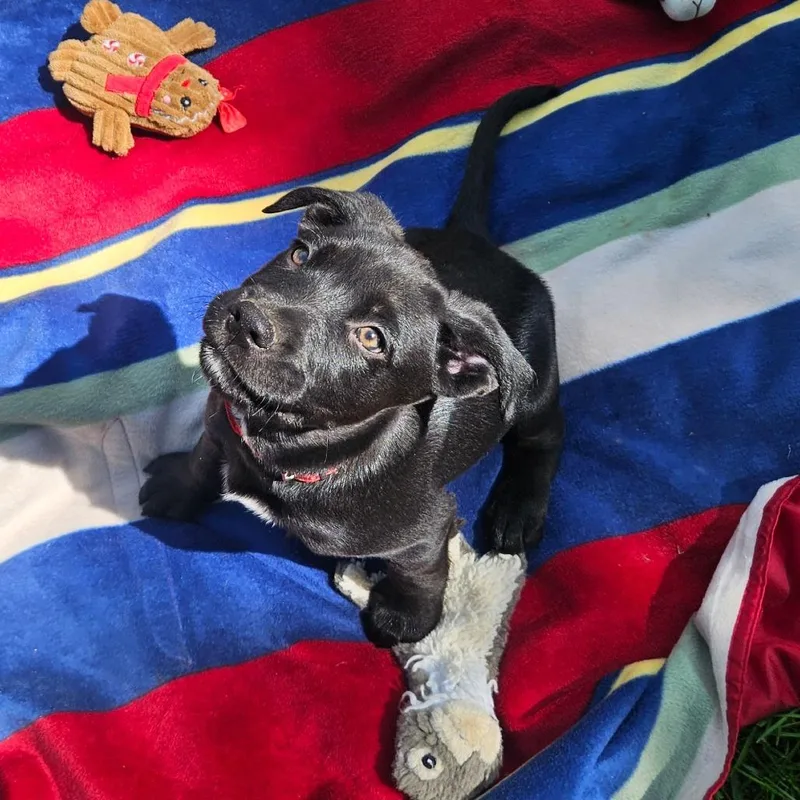 Kona thumbnail 3