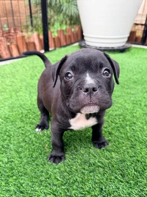 A baby small-sized male Black French Bulldog dog named Hawk for adoption in Lafayette, CA