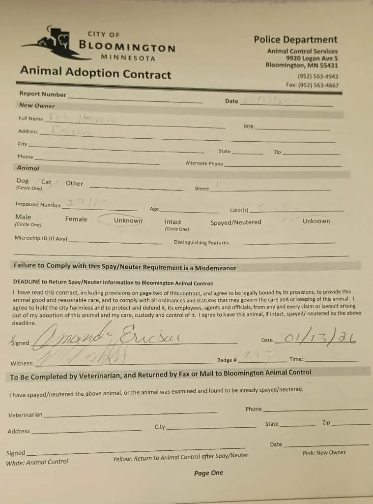 A young medium-sized female Domestic Short Hair cat named Love Bug for adoption in Minneapolis, MN