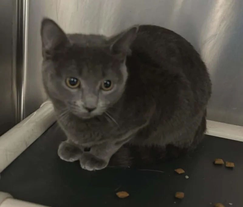 Love Bug thumbnail 3