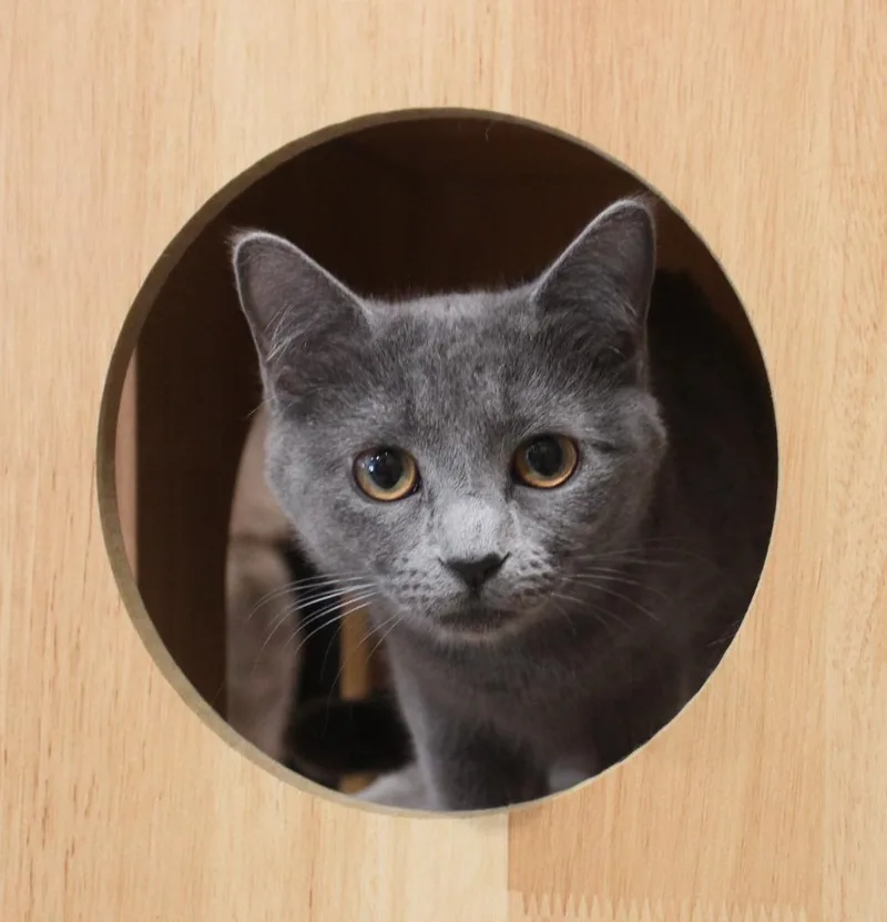 Love Bug thumbnail 4