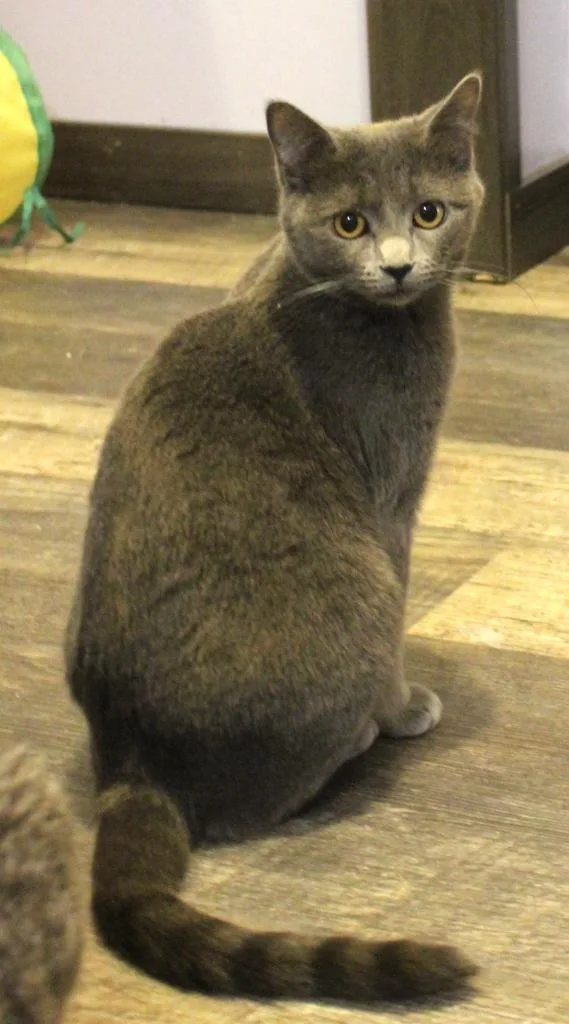 Love Bug thumbnail 5