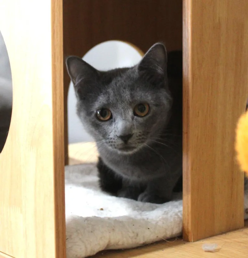 Love Bug thumbnail 6