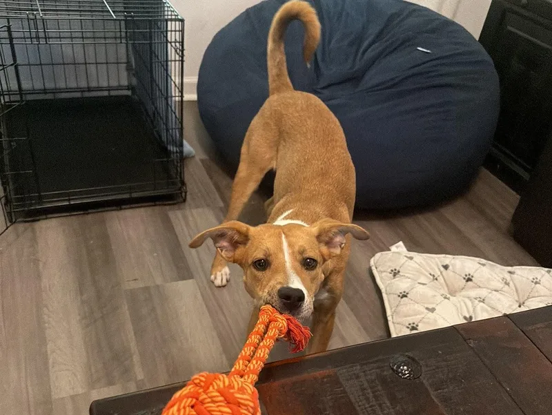 A baby medium-sized male Mixed Breed dog named Cheedar for adoption in tampa, FL