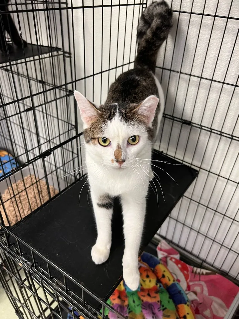 Clippy & Mouse thumbnail 2