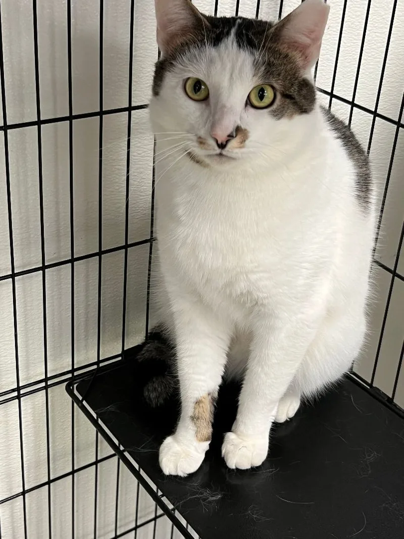 Clippy & Mouse thumbnail 3