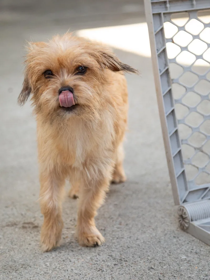 A young small-sized female Yellow / Tan / Blond / Fawn Terrier dog named Chiqui for adoption in Los Angeles, CA