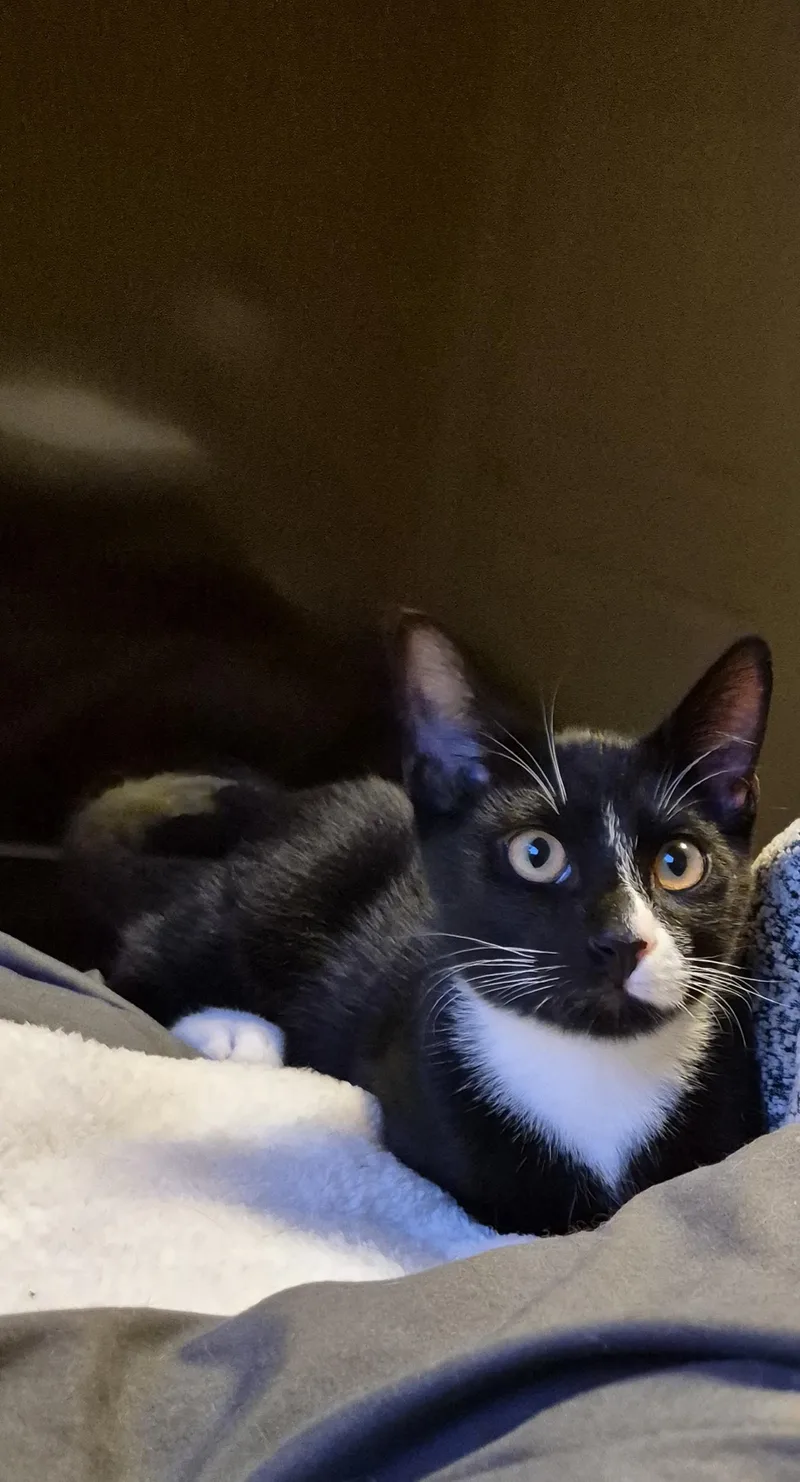 A baby medium-sized male Black & White / Tuxedo Domestic Short Hair cat named Lime Rickey for adoption in Springfield, OR