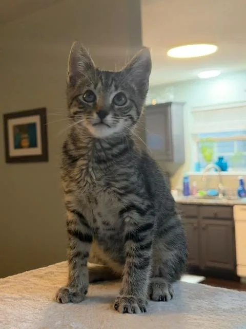 A baby small-sized male Domestic Short Hair cat named Mork for adoption in Louisville, KY