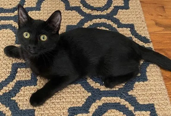 A baby medium-sized female Black Domestic Short Hair cat named Charlie for adoption in Shawnee, KS
