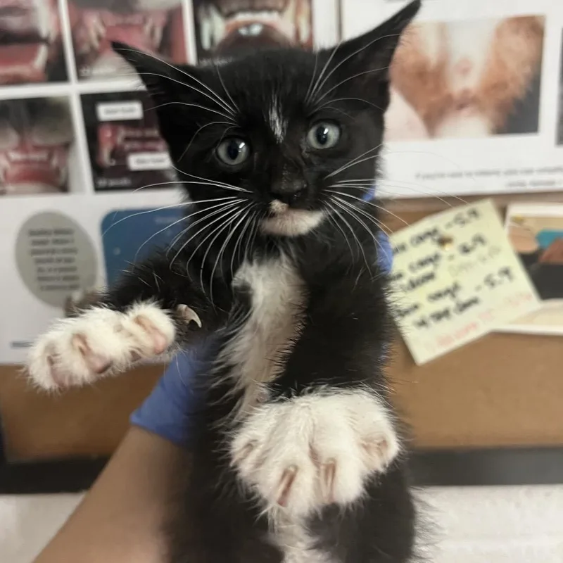 A baby small-sized female Black Domestic Short Hair cat named Nessie for adoption in Edinburg, TX