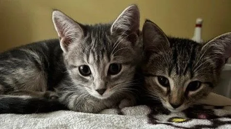 A young medium-sized male Tabby (Brown / Chocolate) Domestic Short Hair cat named Trixter & Journey for adoption in Lemoyne, PA
