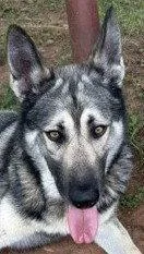 A young large-sized male German Shepherd Dog dog named Luffy for adoption in Carrollton, GA