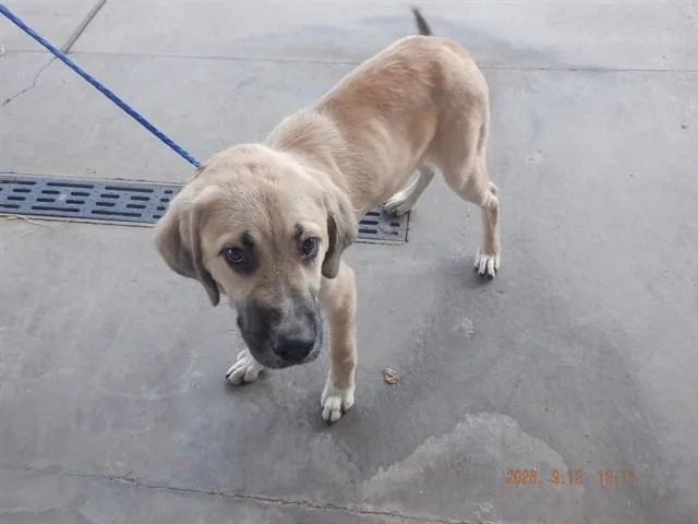 A young small-sized male Anatolian Shepherd dog named Butter for adoption in Oroville, CA