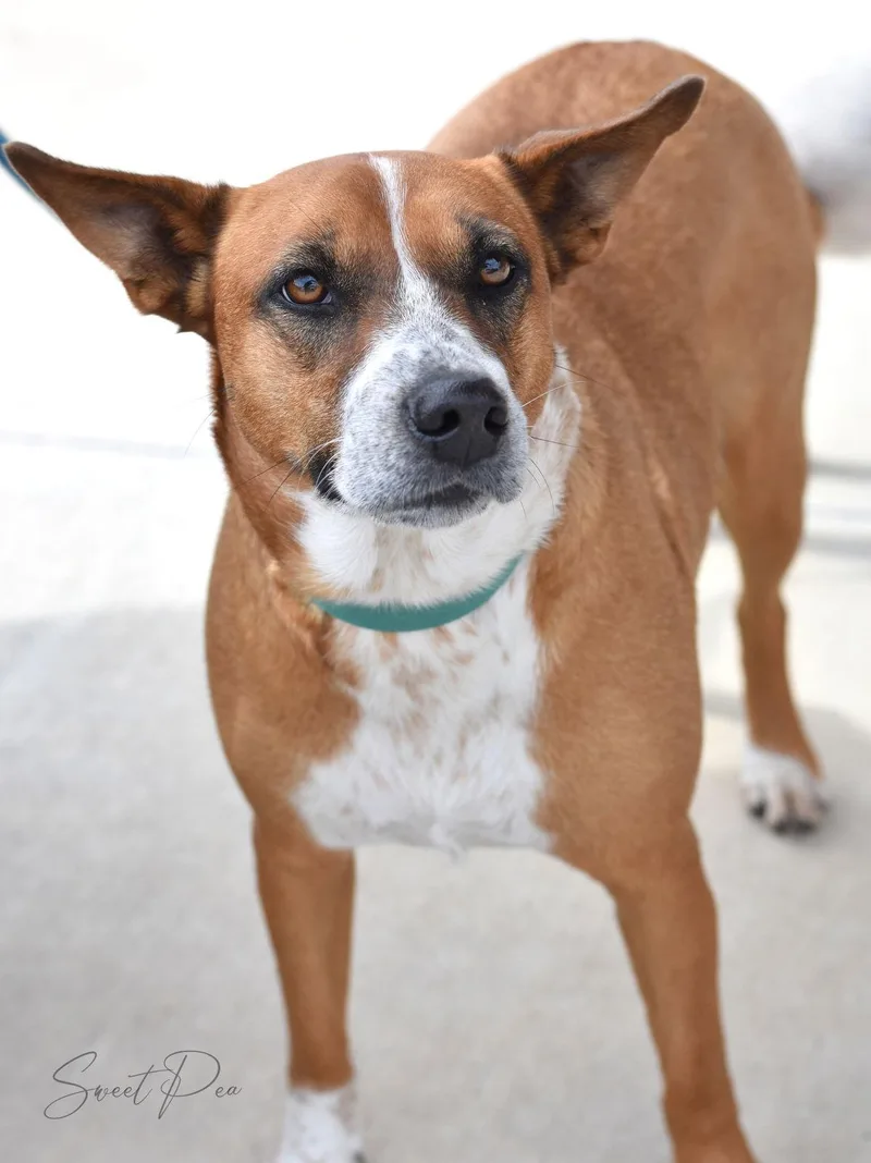 Sweet Pea thumbnail 2