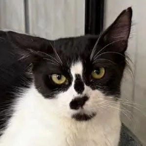 A young medium-sized male White Domestic Short Hair cat named Moo Moo for adoption in San Diego, CA