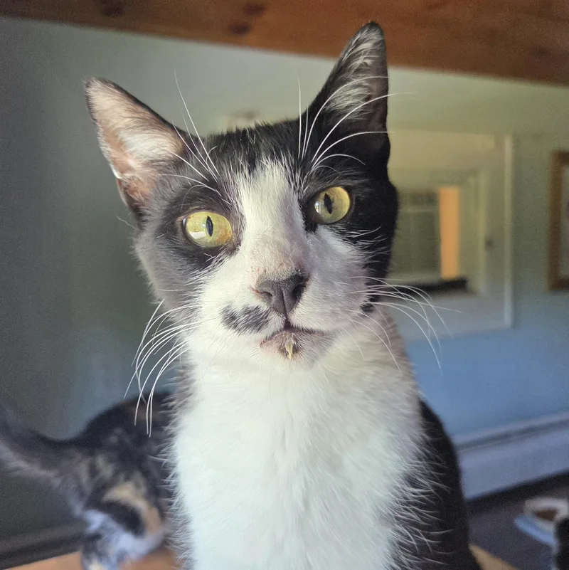 A young medium-sized female Black & White / Tuxedo Domestic Short Hair cat named Olivia for adoption in Mayfield, NY