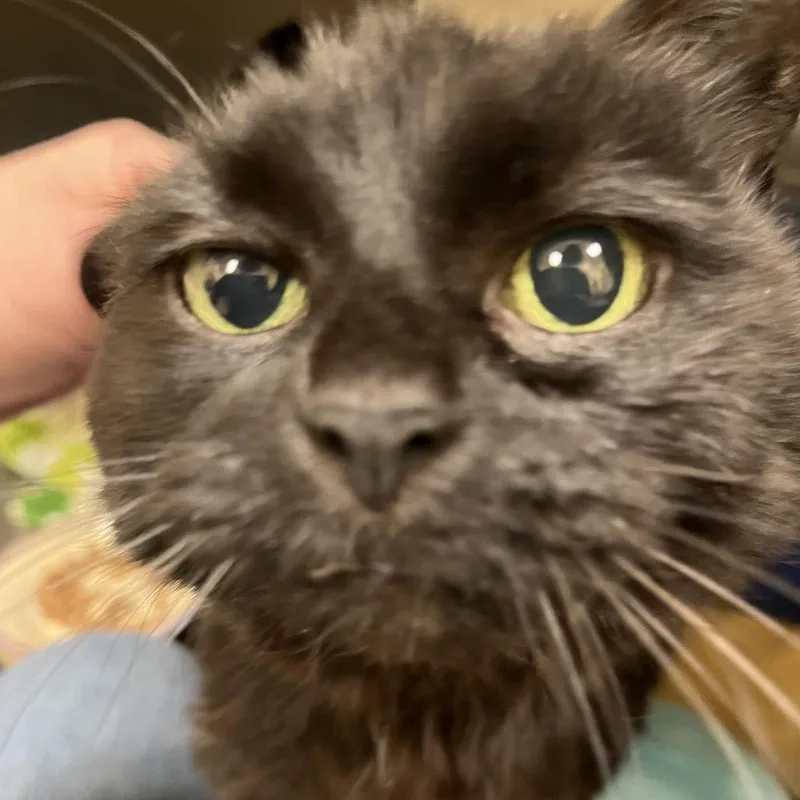 A senior medium-sized female Black Domestic Medium Hair cat named Mikey for adoption in Bedford, NH