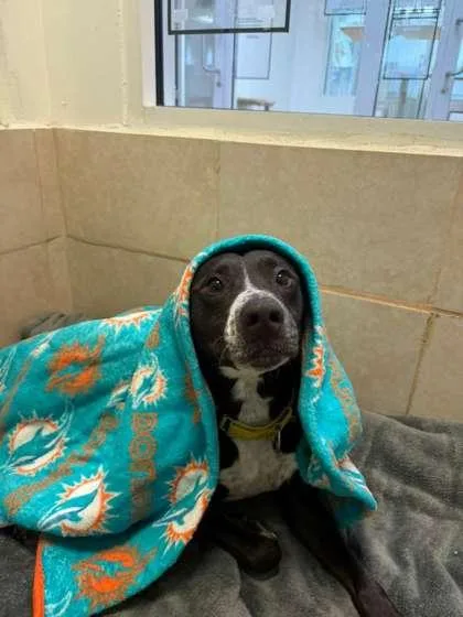 A senior large-sized male Mixed Breed dog named Sammy for adoption in North Miami Beach, FL