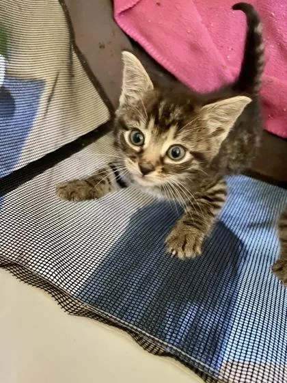 A young medium-sized male Domestic Medium Hair cat named John for adoption in Baltimore, MD