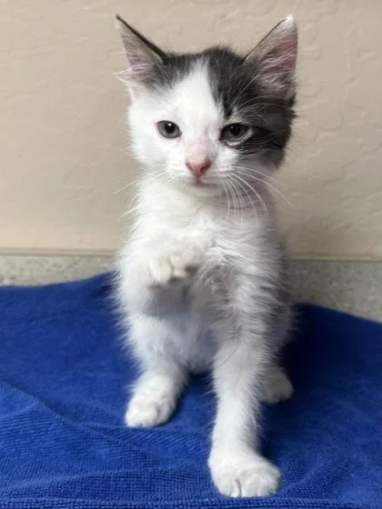 A young small-sized female Domestic Long Hair cat named Mochi for adoption in Phoenix, AZ