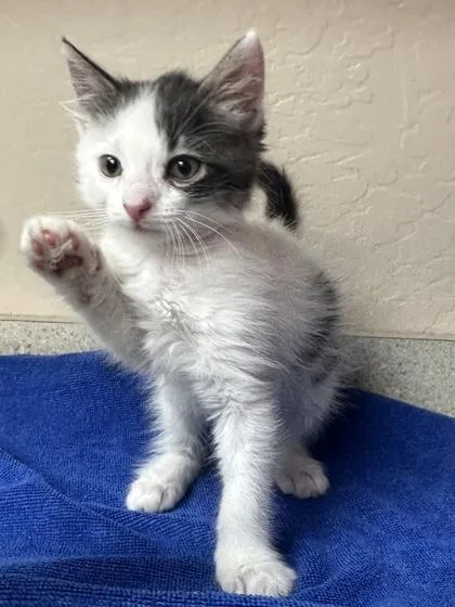 Mochi thumbnail 2