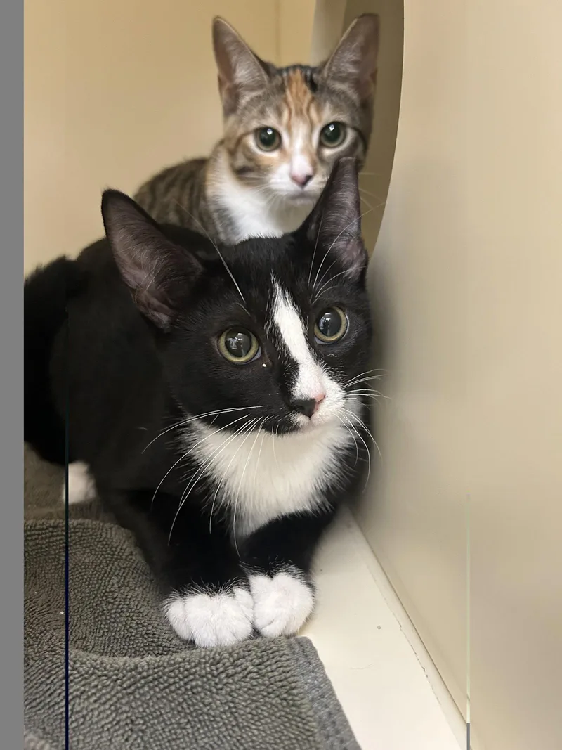 A baby medium-sized male Black & White / Tuxedo Domestic Short Hair cat named Tux for adoption in Lancaster, PA