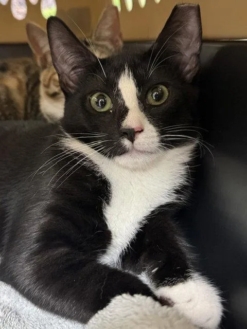 Tux thumbnail 2
