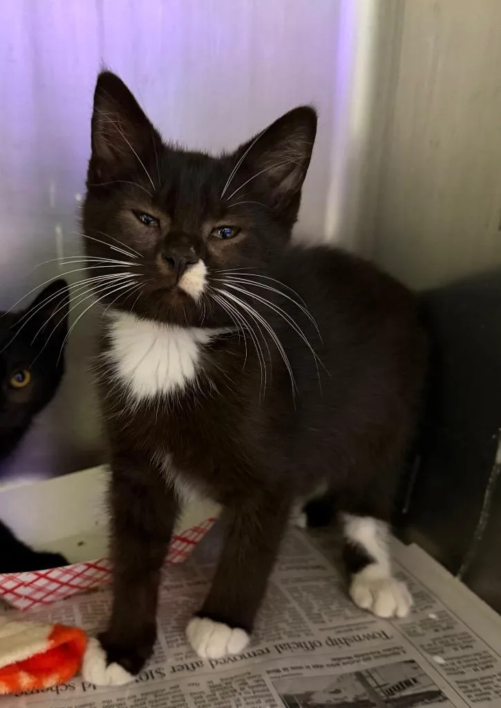 A baby medium-sized male Domestic Short Hair cat named Clarks for adoption in Cincinnati, OH