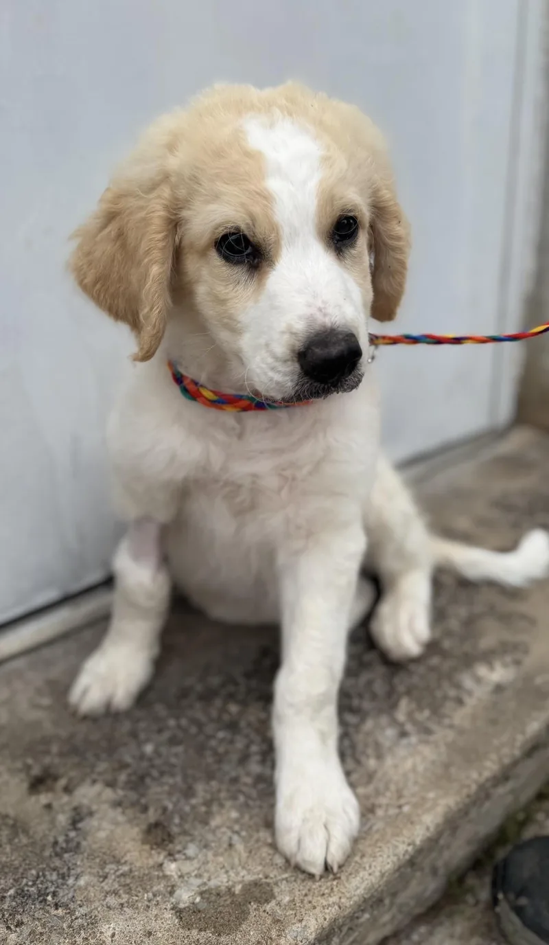 A baby large-sized male White / Cream Poodle dog named Goose for adoption in Cushing, OK