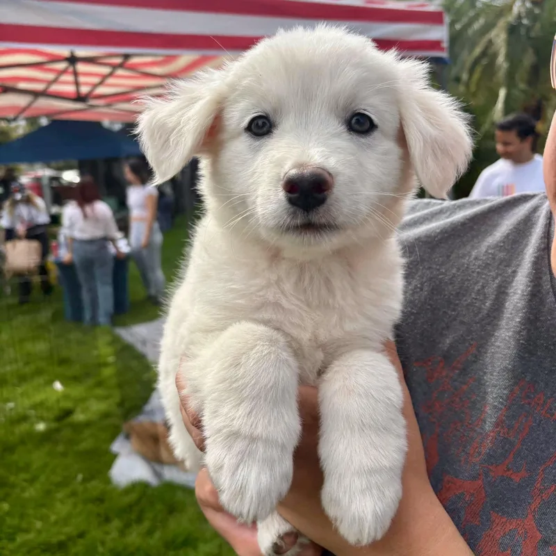 A baby medium-sized male White / Cream Australian Shepherd dog named Mojito for adoption in Los Gatos, CA