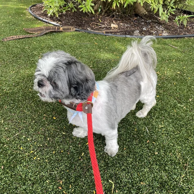 An adult small-sized male Gray / Blue / Silver Shih Tzu dog named Teddy for adoption in LOXAHATCHEE, FL