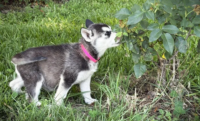 A baby large-sized female Husky dog named Aurorawksspay Contract Required $ for adoption in Holly Hill, SC
