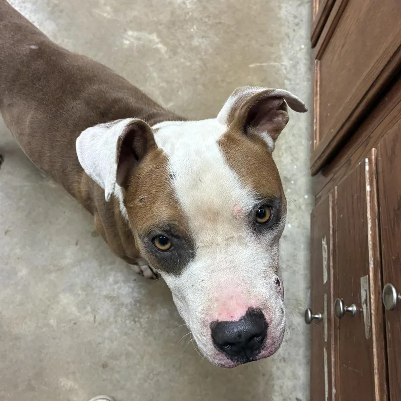 An adult medium-sized male Pit Bull Terrier dog named Paint U for adoption in Tupelo, MS