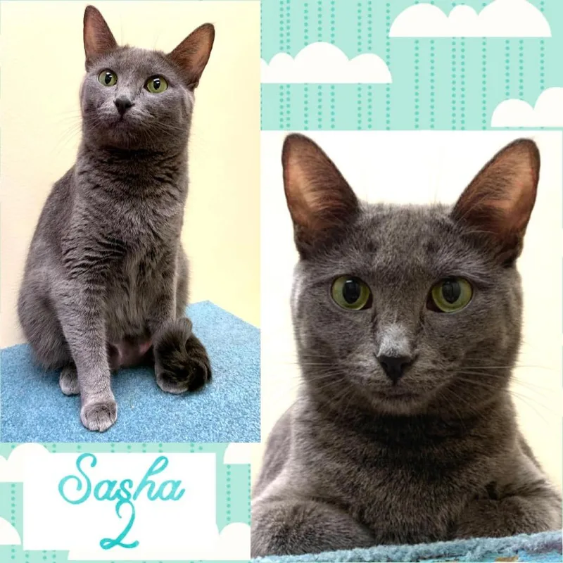 A senior small-sized female Gray / Blue / Silver Domestic Short Hair cat named Sasha for adoption in Arlington Heights, IL