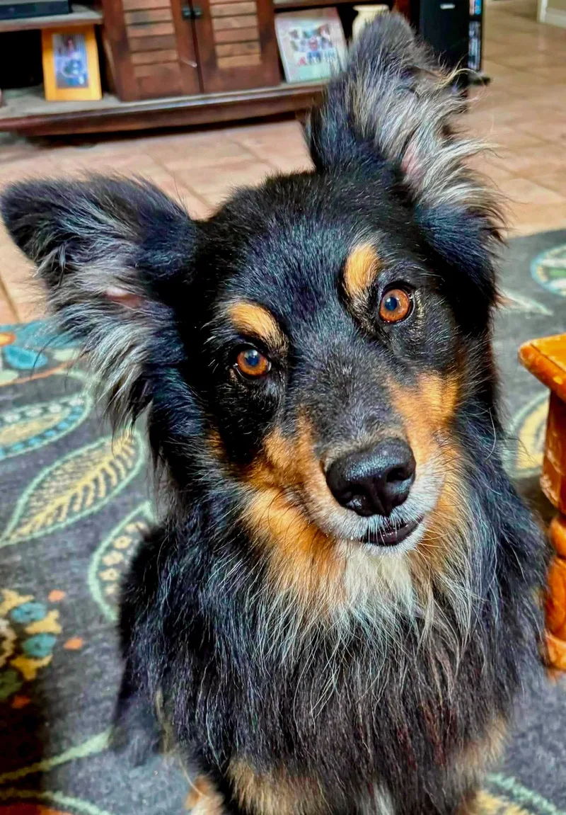 An adult medium-sized male Black Australian Shepherd dog named ARPH Finn for adoption in North Richland Hills, TX