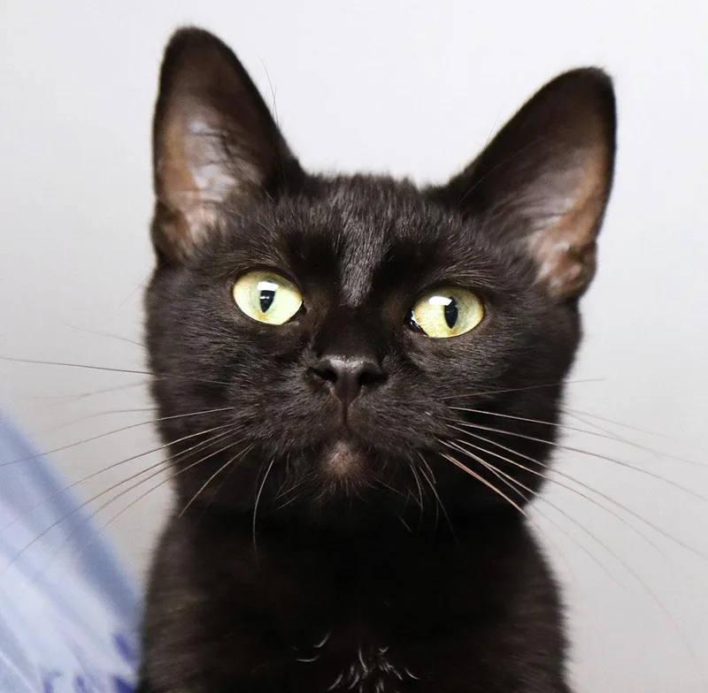 A young medium-sized female Black Domestic Short Hair cat named Hyacinth for adoption in Kansas City, KS
