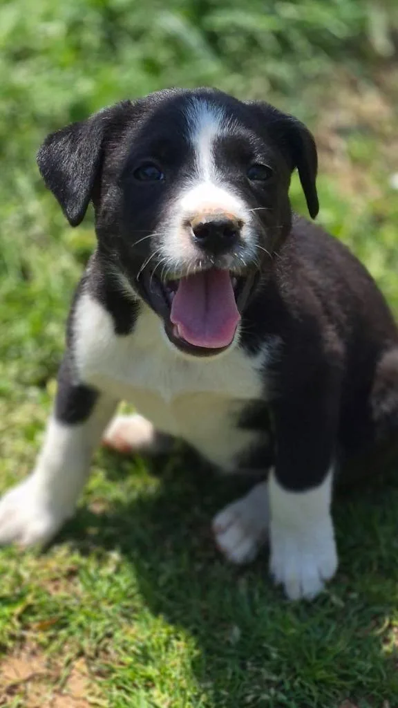 Pawley
