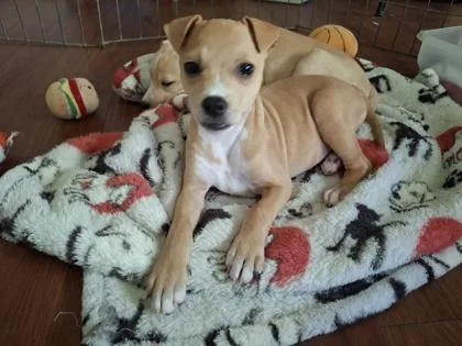 A baby small-sized male Terrier dog named Churro for adoption in Honolulu, HI