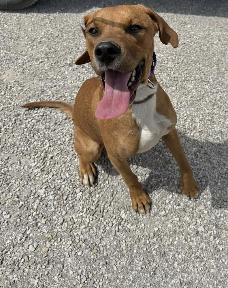 An adult medium-sized male Hound dog named Rhett for adoption in Evansville, IN