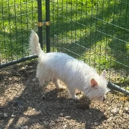 Snowflake thumbnail 3