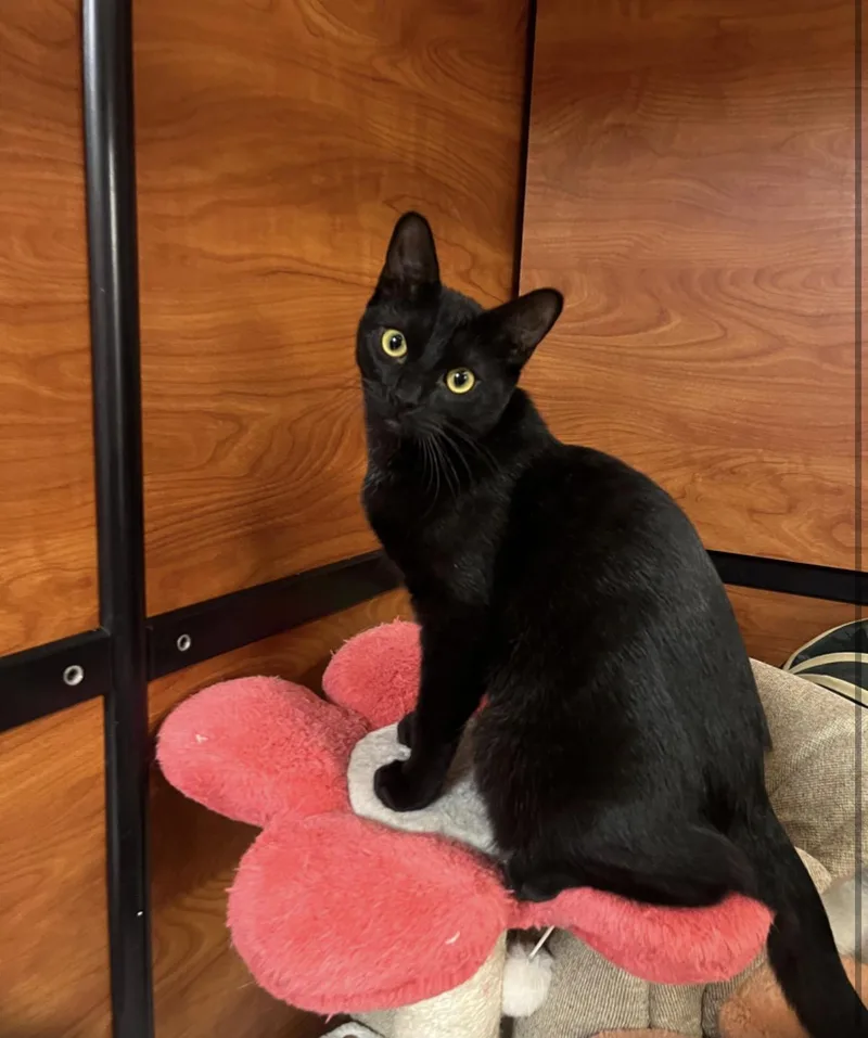 A young medium-sized male Black Bombay cat named Syrius Black for adoption in Tustin, CA