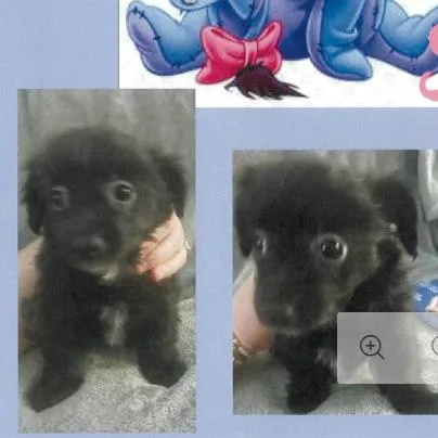 A baby small-sized male Black Chihuahua dog named Eeyore for adoption in Delaware, OH