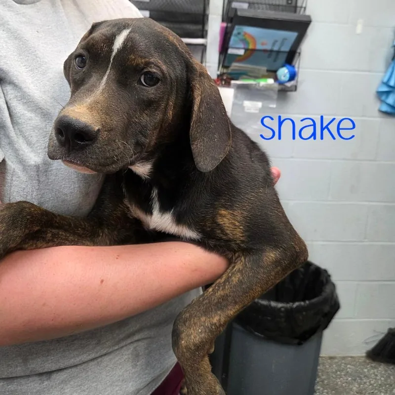 Shake