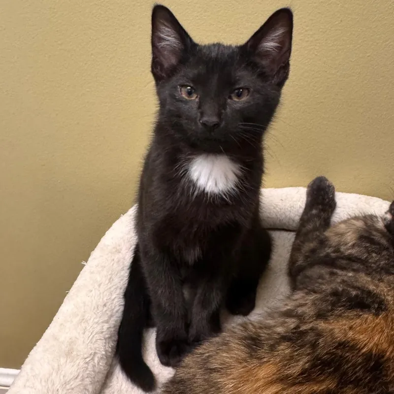 A baby medium-sized female Black Domestic Short Hair cat named Picante for adoption in Columbia Station, OH