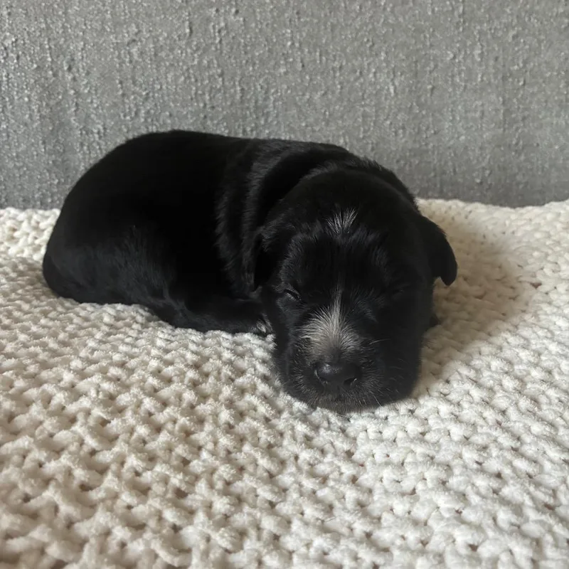Briar