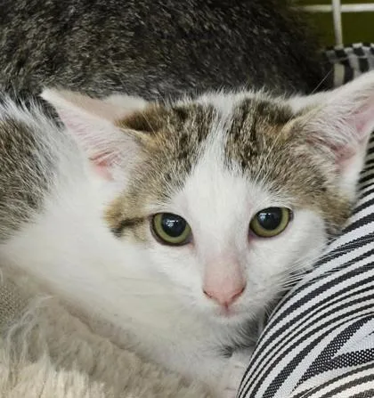 A baby small-sized female White Domestic Short Hair cat named Marla for adoption in Kansas City, MO