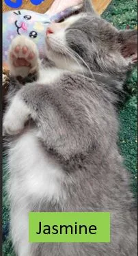 Jasmine  Disney Litter