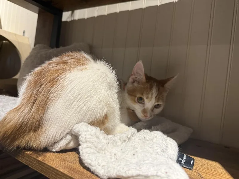 A baby small-sized male Orange & White Domestic Short Hair cat named Marty for adoption in Lewisburg, PA